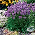 Spring 2018 Featured Flower Seeds Image